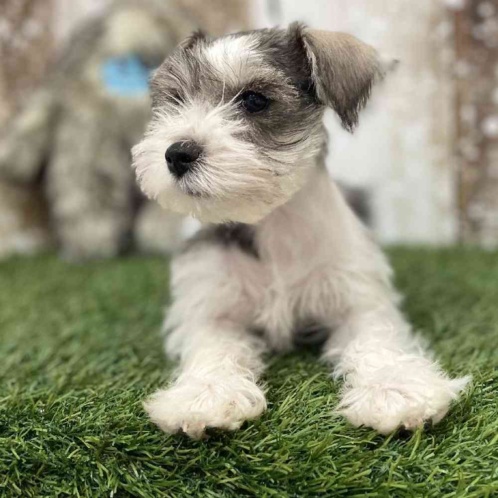 Female Miniature Schnauzer Puppy for Sale in Braintree, MA
