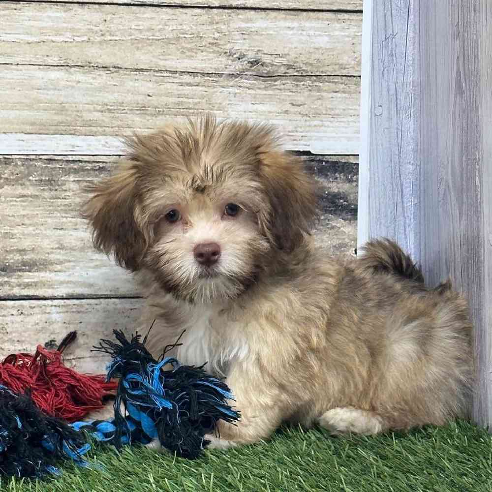 Male Havanese Puppy for Sale in Saugus, MA