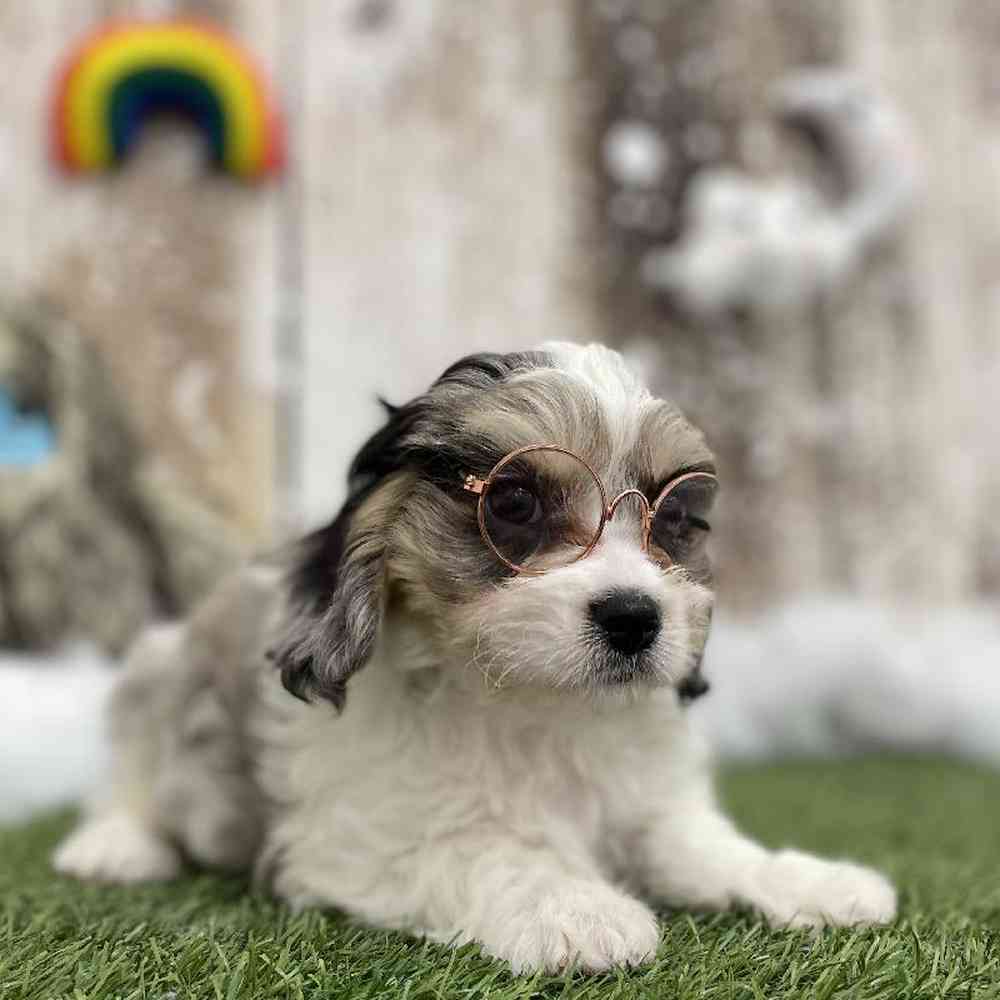 Female Cavachon Puppy for Sale in Braintree, MA