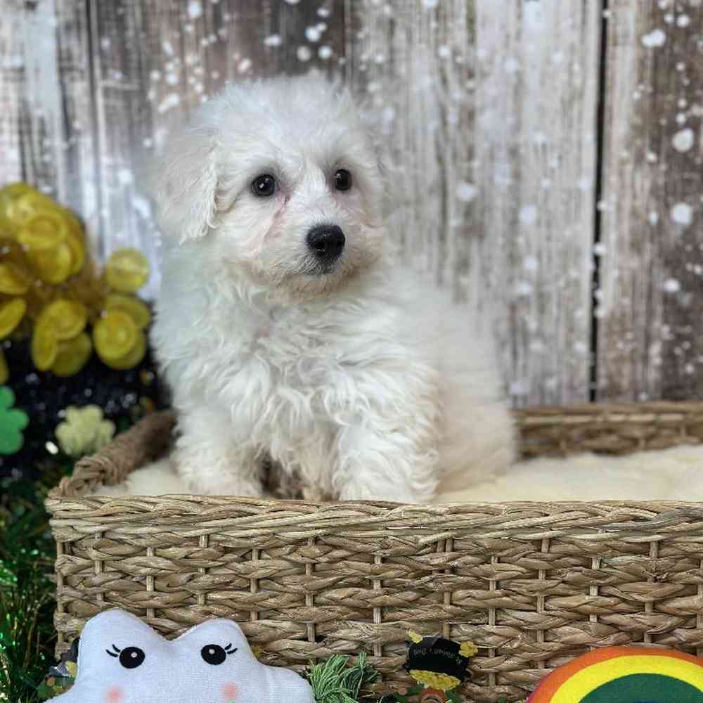 Male Griffichon Puppy for Sale in Saugus, MA