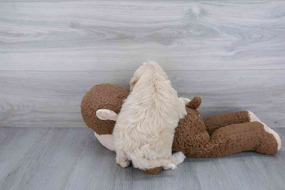 cockapoo-kareem-2297893674185133.jpg