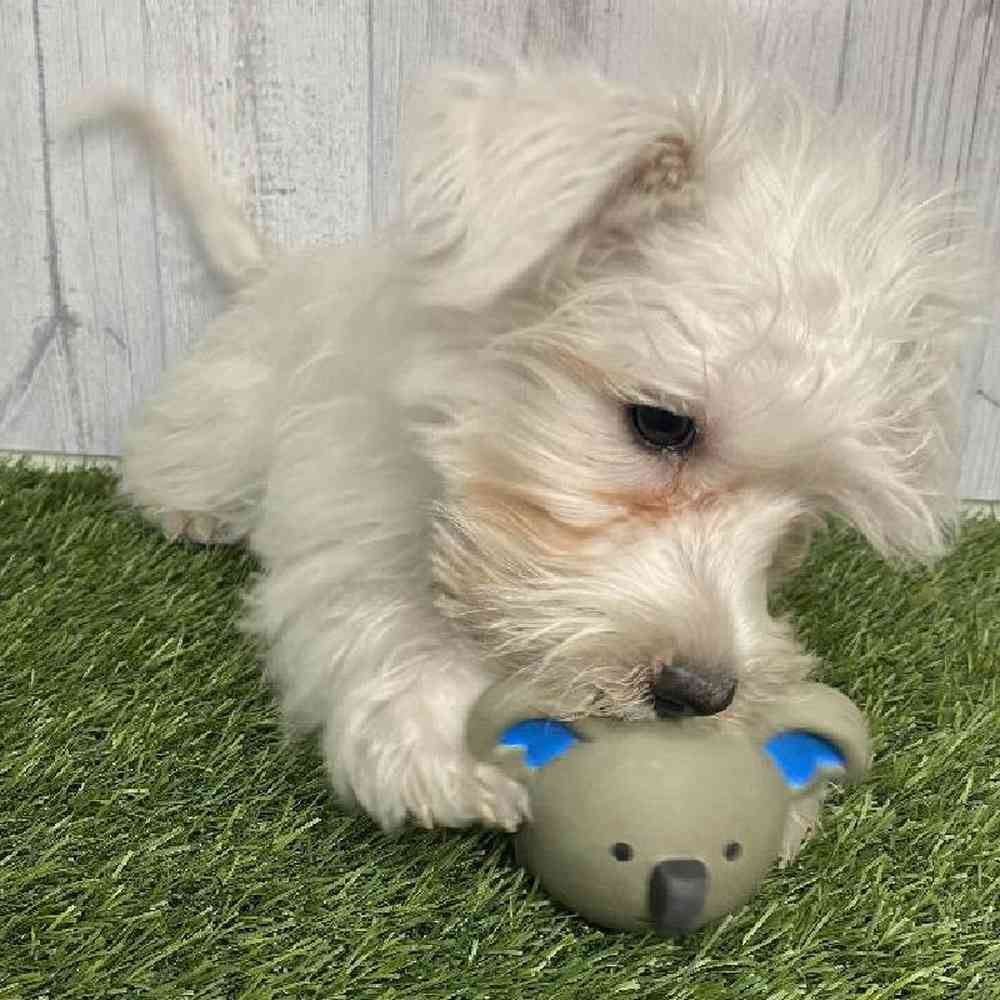 Female Chonzer (Bichon/Min Schnauzer) Puppy for sale