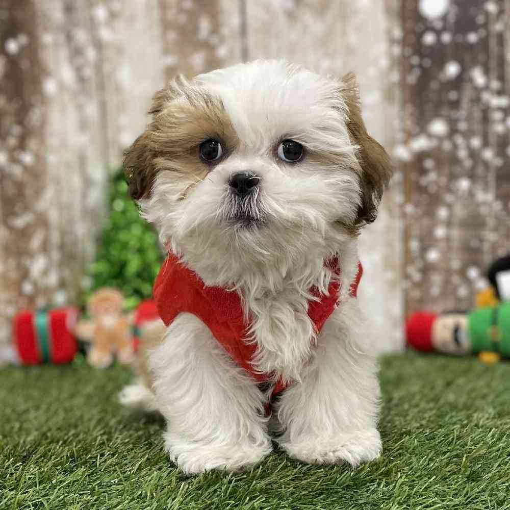Male Shih Tzu Puppy for Sale in Braintree, MA
