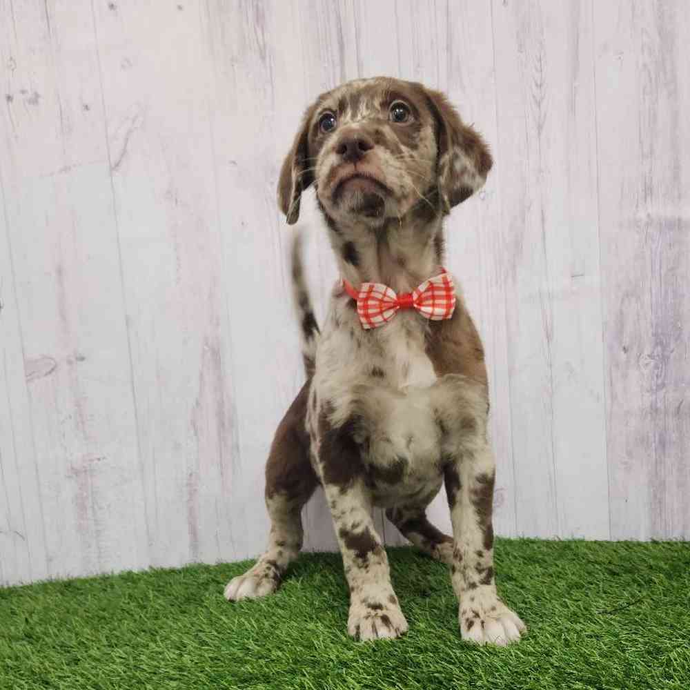 Male Labradoodle Puppy for Sale in Braintree, MA