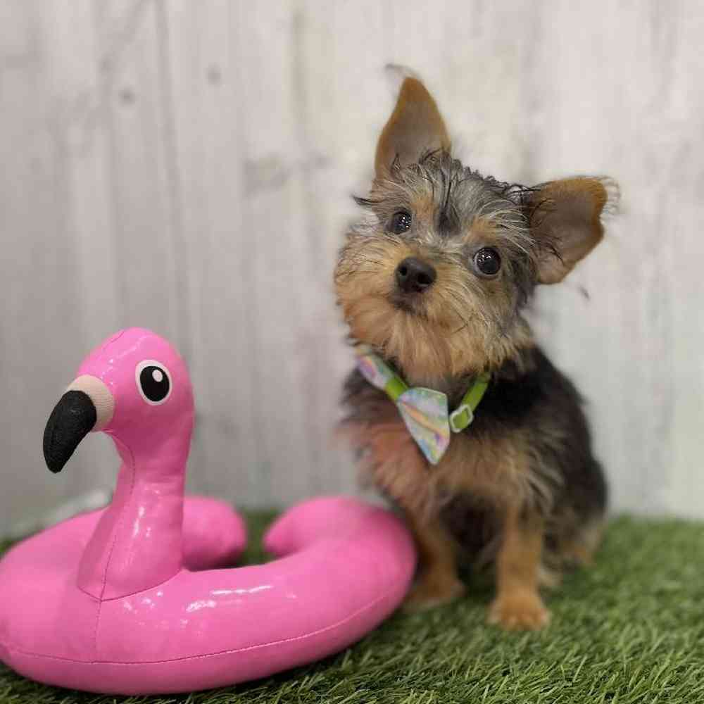 Male Chorkie Puppy for Sale in Braintree, MA