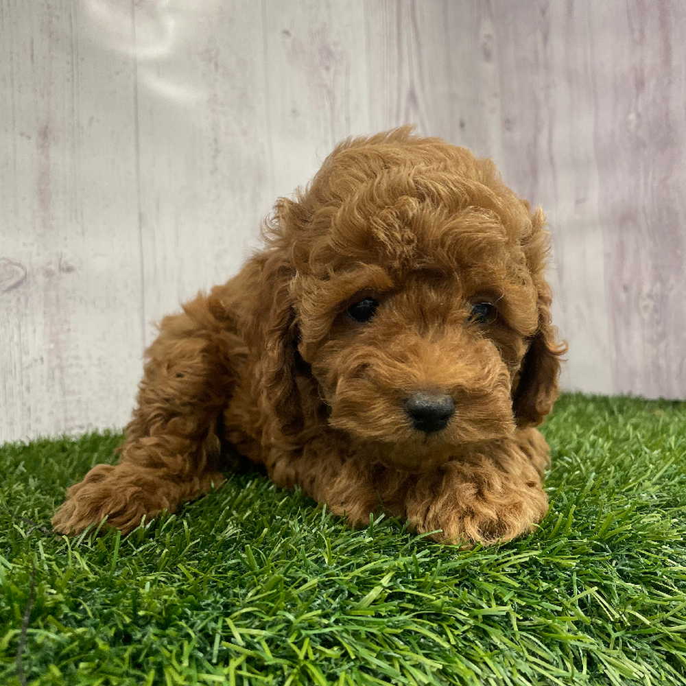 Female Cockapoo 2nd Gen Puppy for Sale in Braintree, MA
