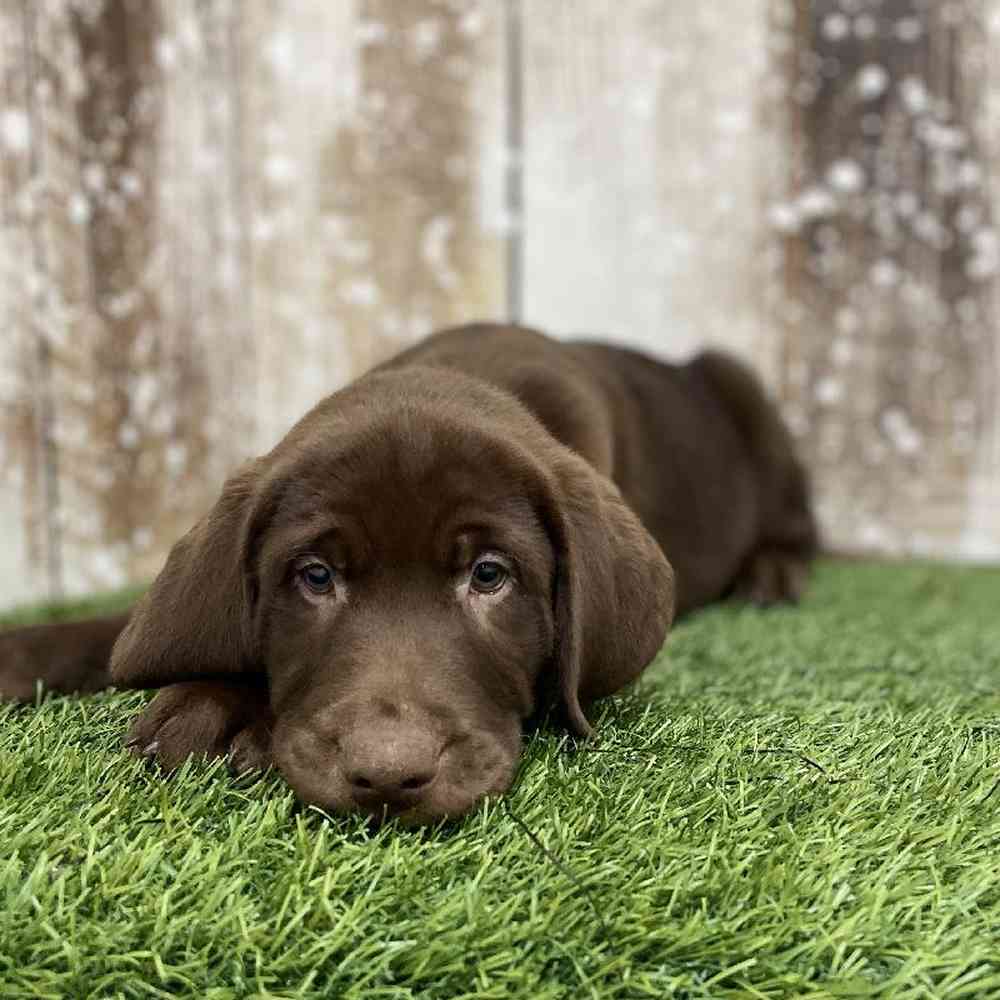 Male Labrador Retriever Puppy for Sale in Braintree, MA