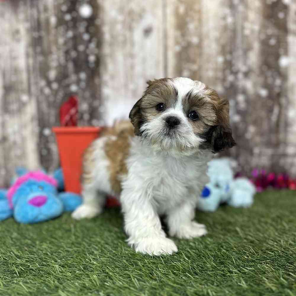 Male Shih Tzu Puppy for Sale in Saugus, MA