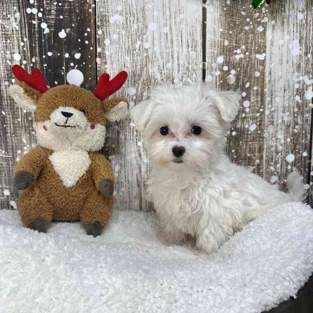 Female Maltese Puppy for Sale in Saugus, MA