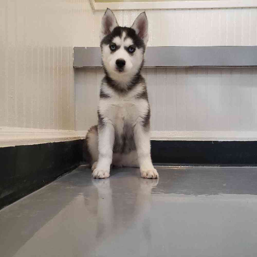 Female Siberian Husky Puppy for sale