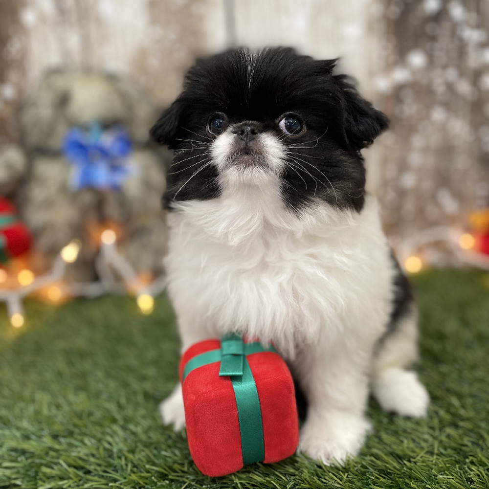 Female Japanese Chin Puppy for Sale in Braintree, MA