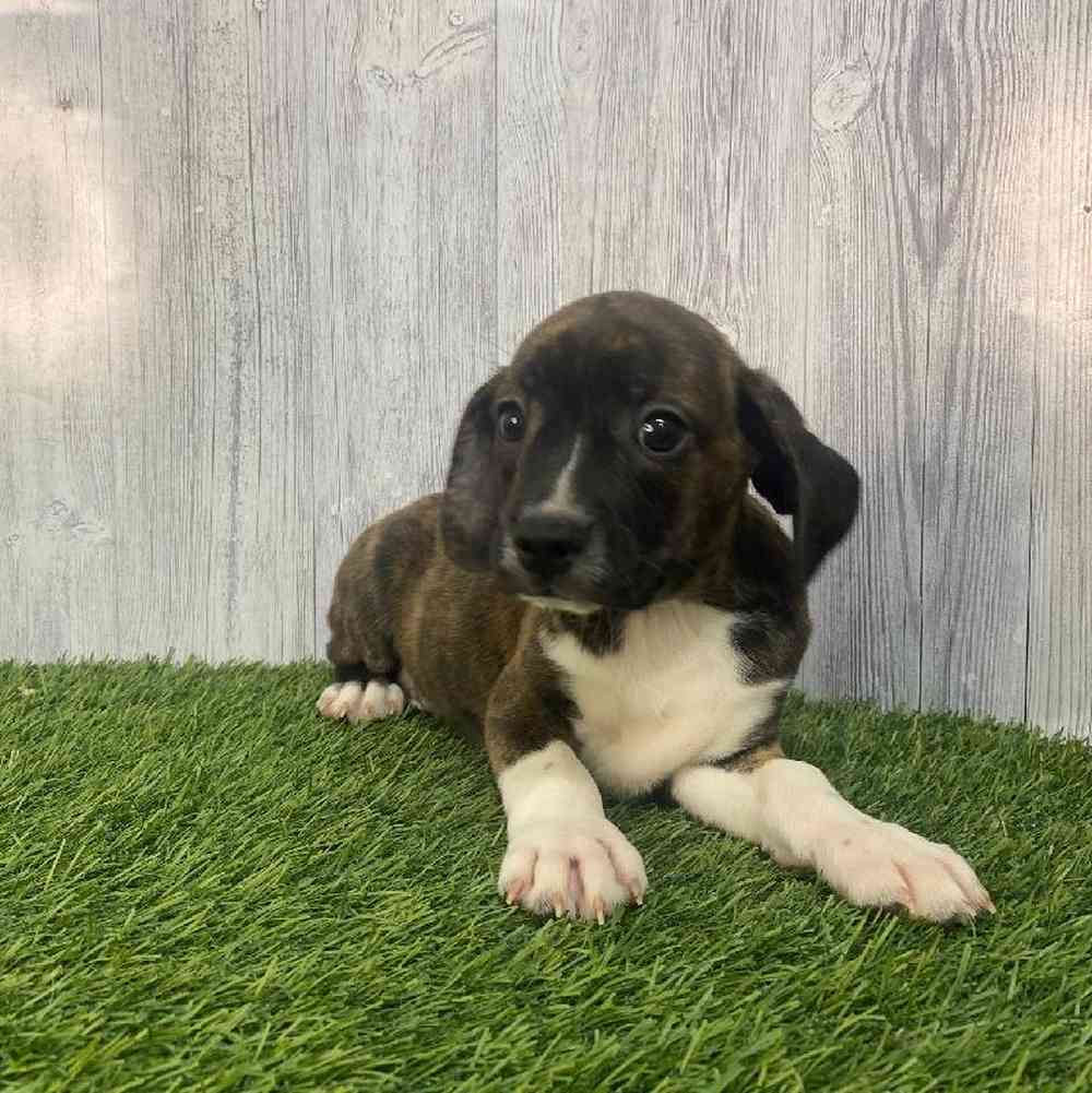 Male Boglen Terrier Puppy for Sale in Saugus, MA