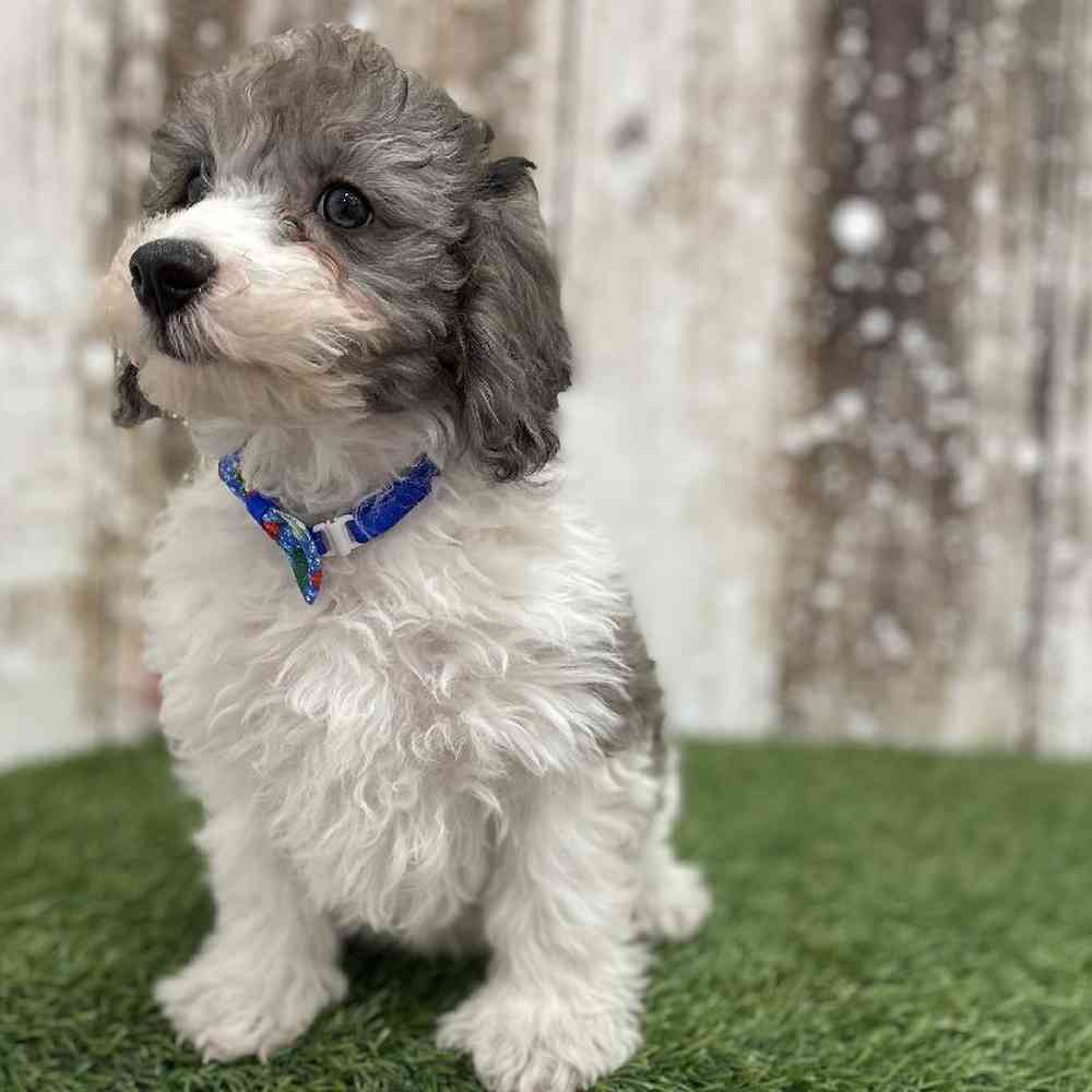 Male Cavachon Puppy for Sale in Braintree, MA