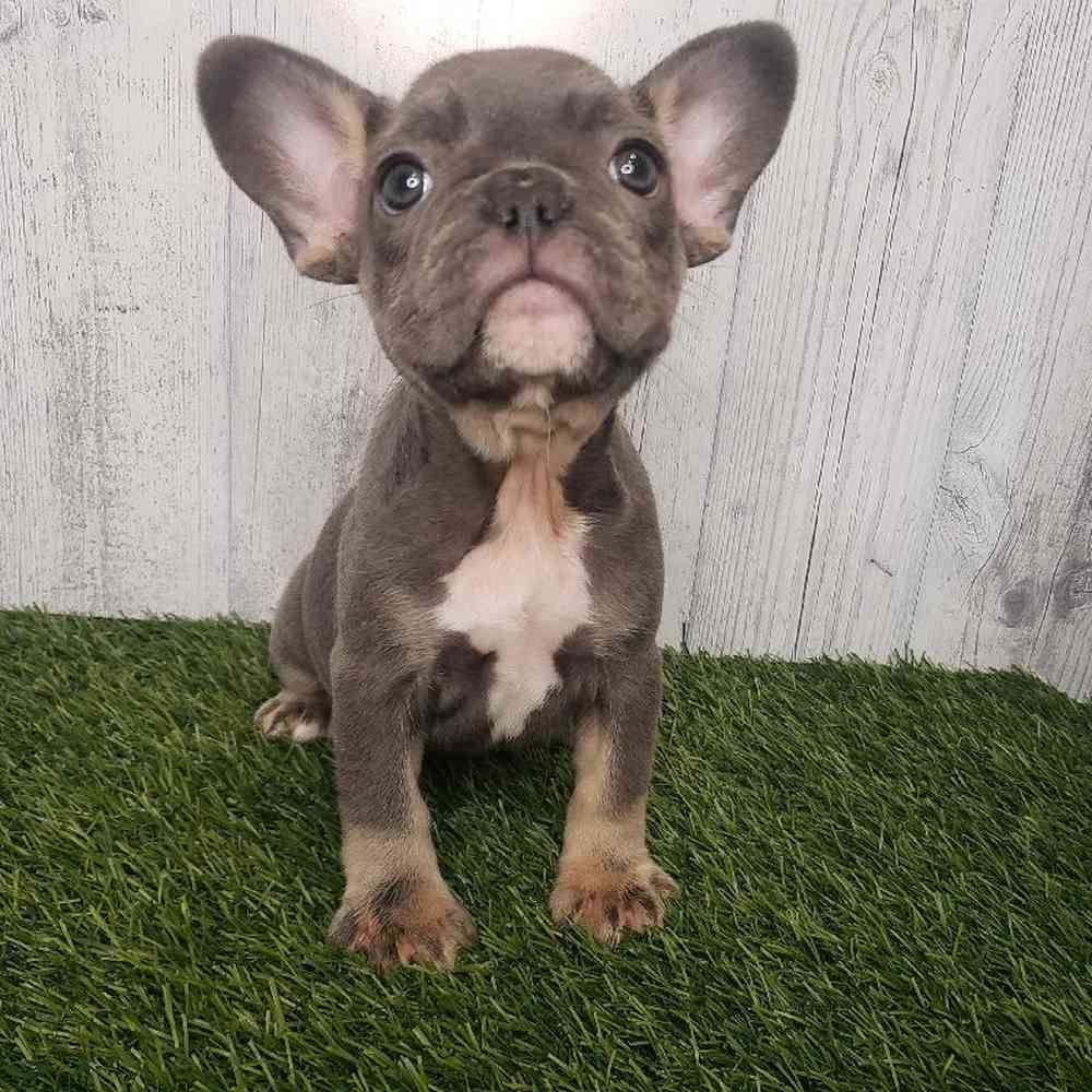 Female French Bulldog Puppy for sale