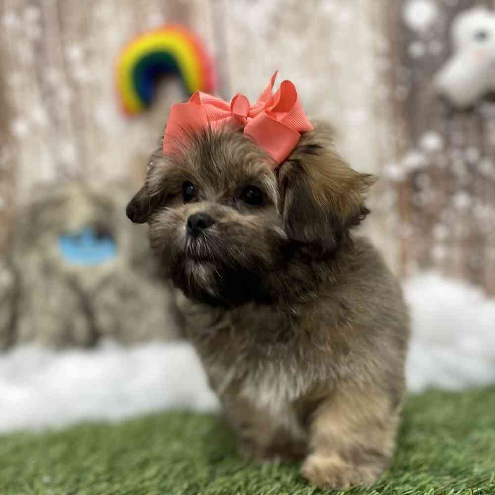 Female Lhasa Apso Puppy for Sale in Braintree, MA