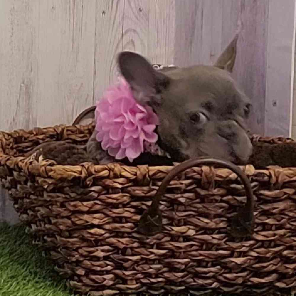 Female French Bulldog Puppy for sale