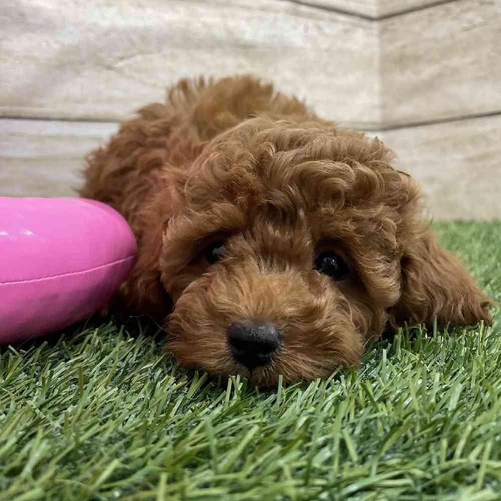 Female Cockapoo 2nd Gen Puppy for Sale in Braintree, MA