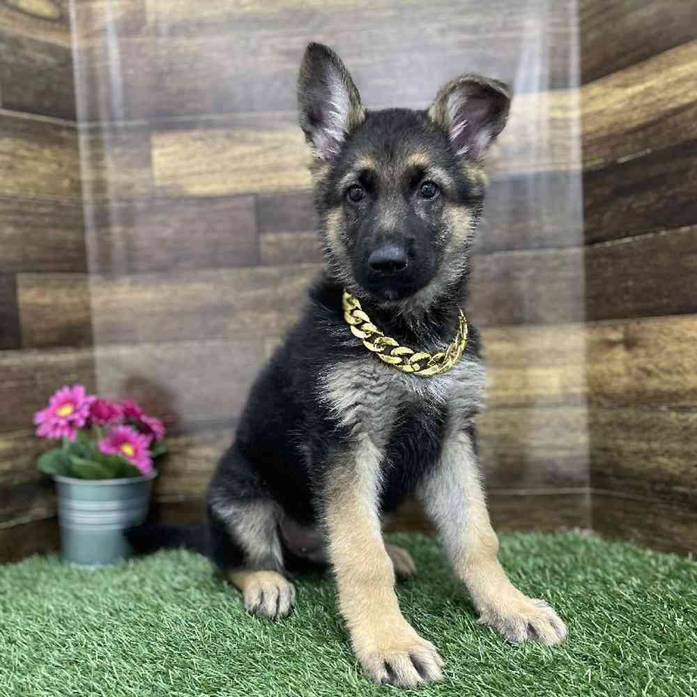 Male German Shepherd Dog Puppy for Sale in Braintree, MA