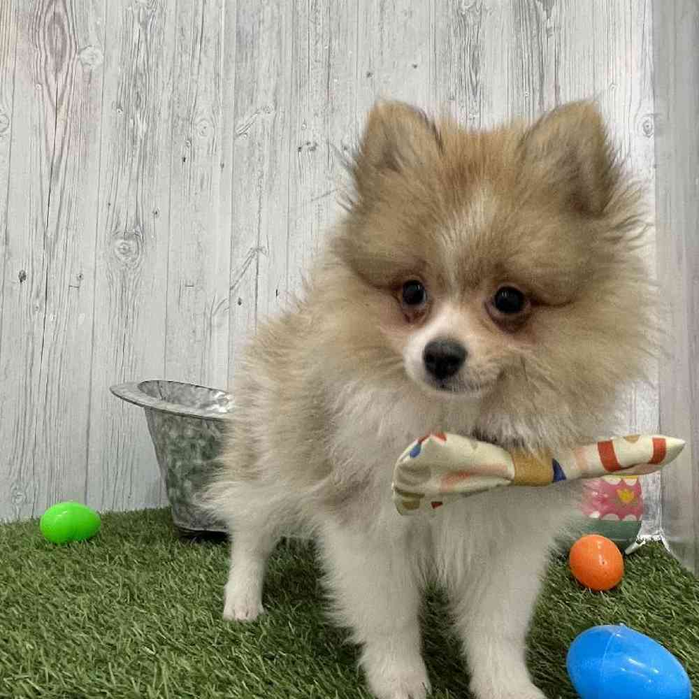 Male Pomeranian Puppy for Sale in Braintree, MA