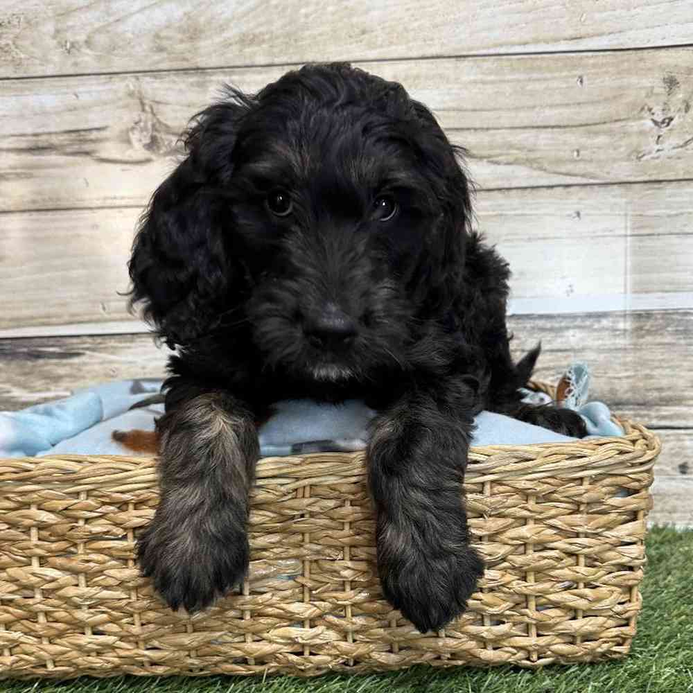 Male Goldendoodle Puppy for Sale in Saugus, MA