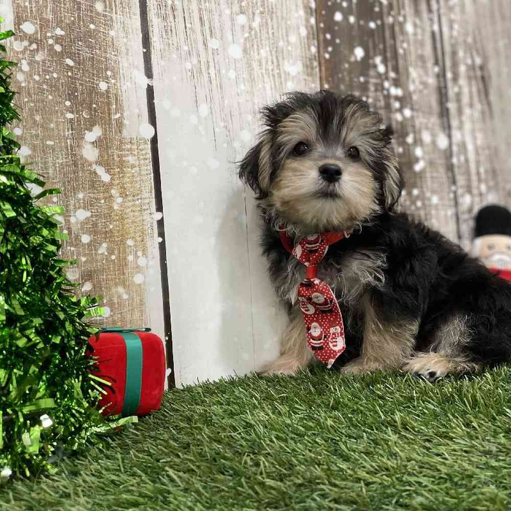 Male Morkie Puppy for Sale in Braintree, MA