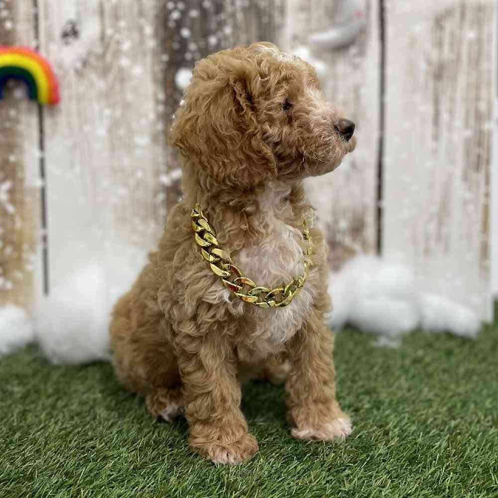 Male Mini Goldendoodle 2nd Gen Puppy for Sale in Braintree, MA