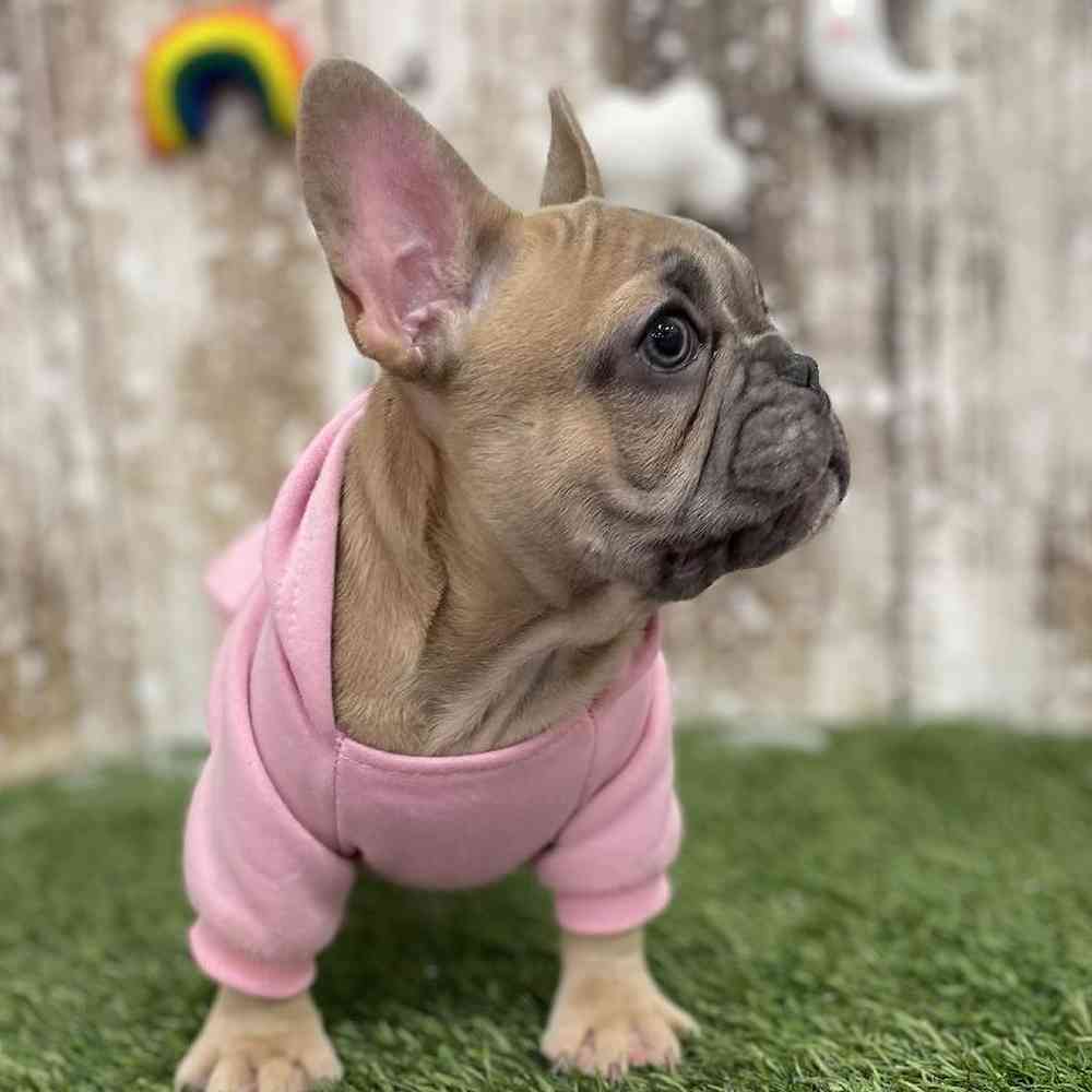 Female French Bulldog Puppy for Sale in Braintree, MA