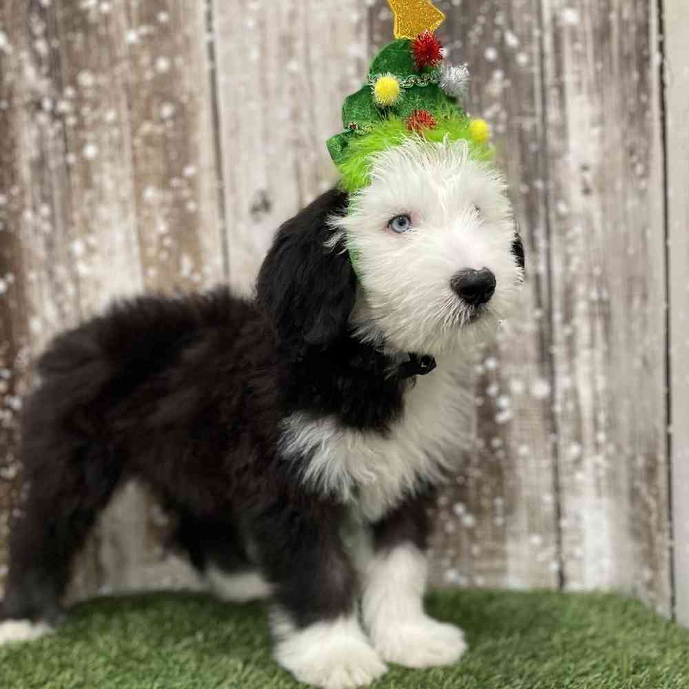 Male Old English Sheepdog Puppy for Sale in Braintree, MA