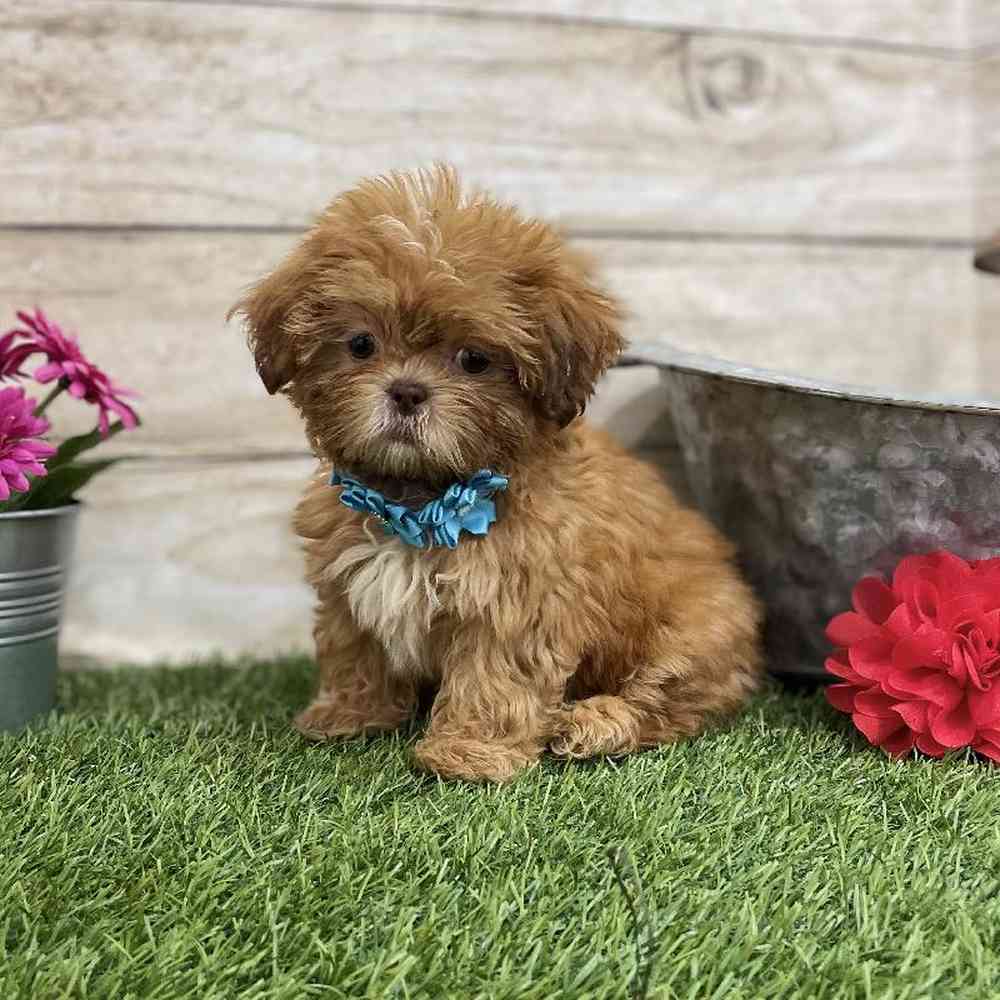 Female Shih Tzu Puppy for Sale in Braintree, MA