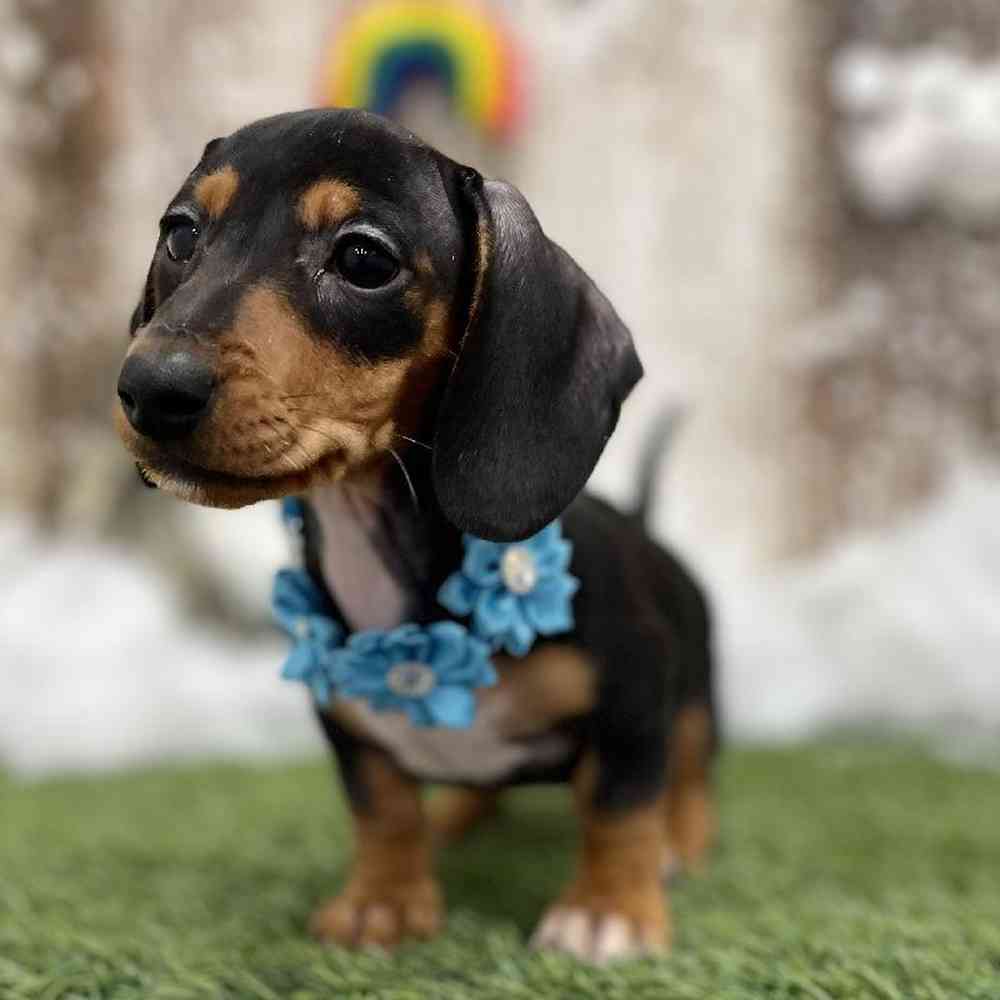 Female Dachshund Puppy for Sale in Braintree, MA
