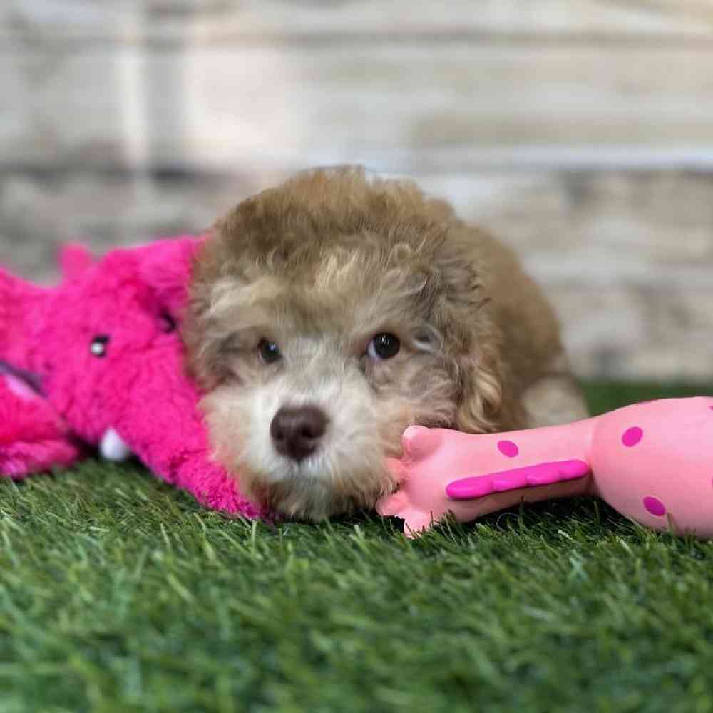 Female Mini NewfyPoo Puppy for Sale in Saugus, MA