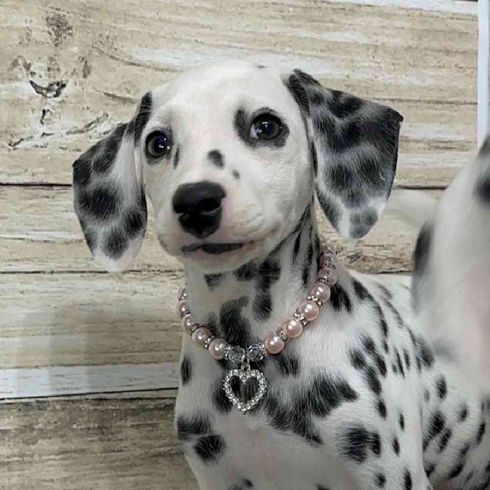 Female Dalmatian Puppy for Sale in Saugus, MA