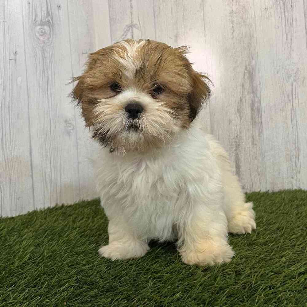 Male Shih Tzu Puppy for Sale in Saugus, MA
