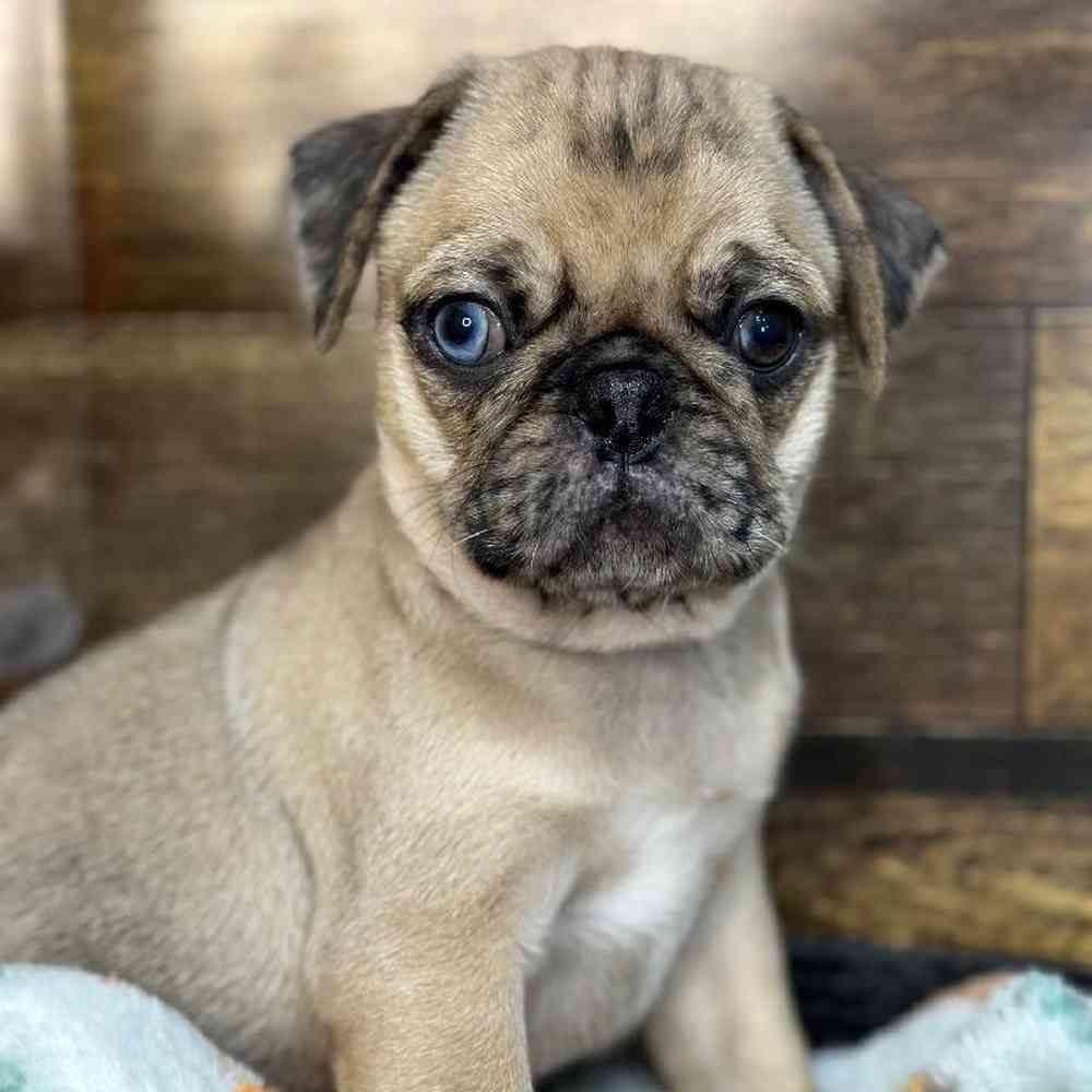 Male Pug Puppy for Sale in Saugus, MA