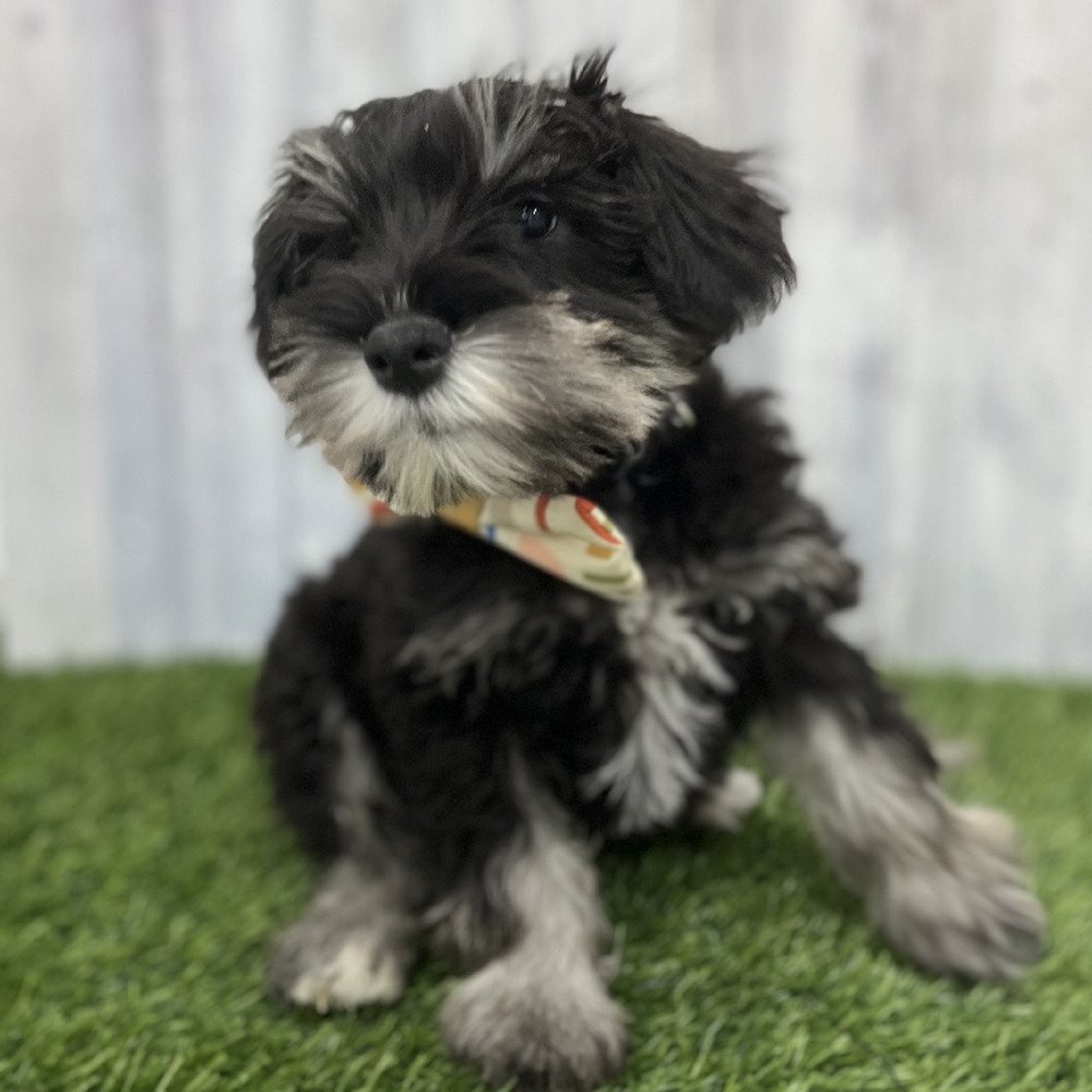 Male Miniature Schnauzer Puppy for Sale in Braintree, MA