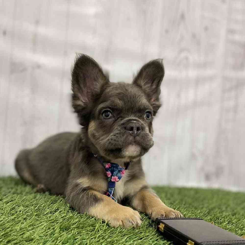 Male French Bulldog Puppy for Sale in Braintree, MA