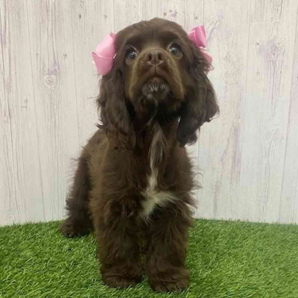 Female Cocker Spaniel Puppy for Sale in Braintree, MA