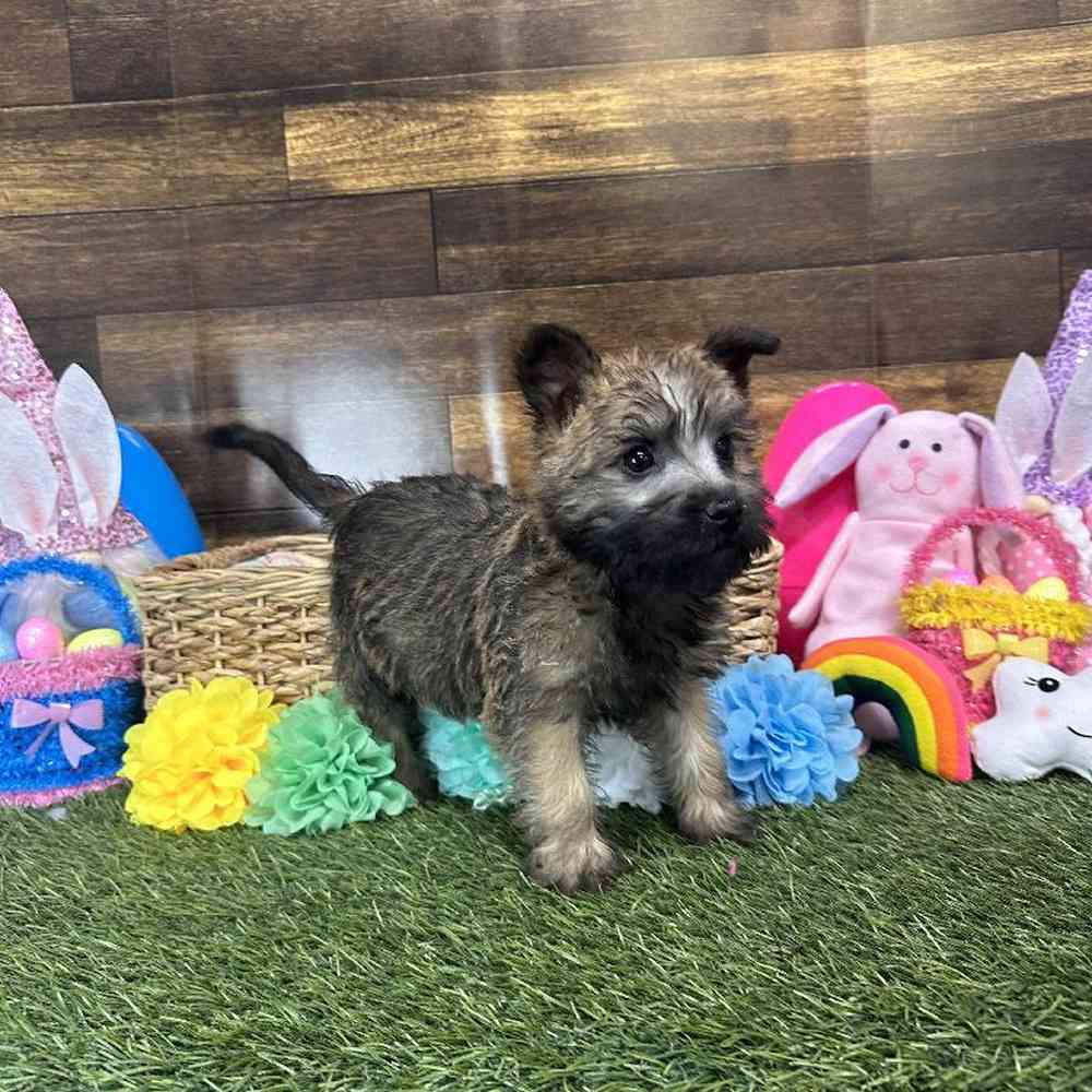 Female Cairn Terrier Puppy for Sale in Saugus, MA
