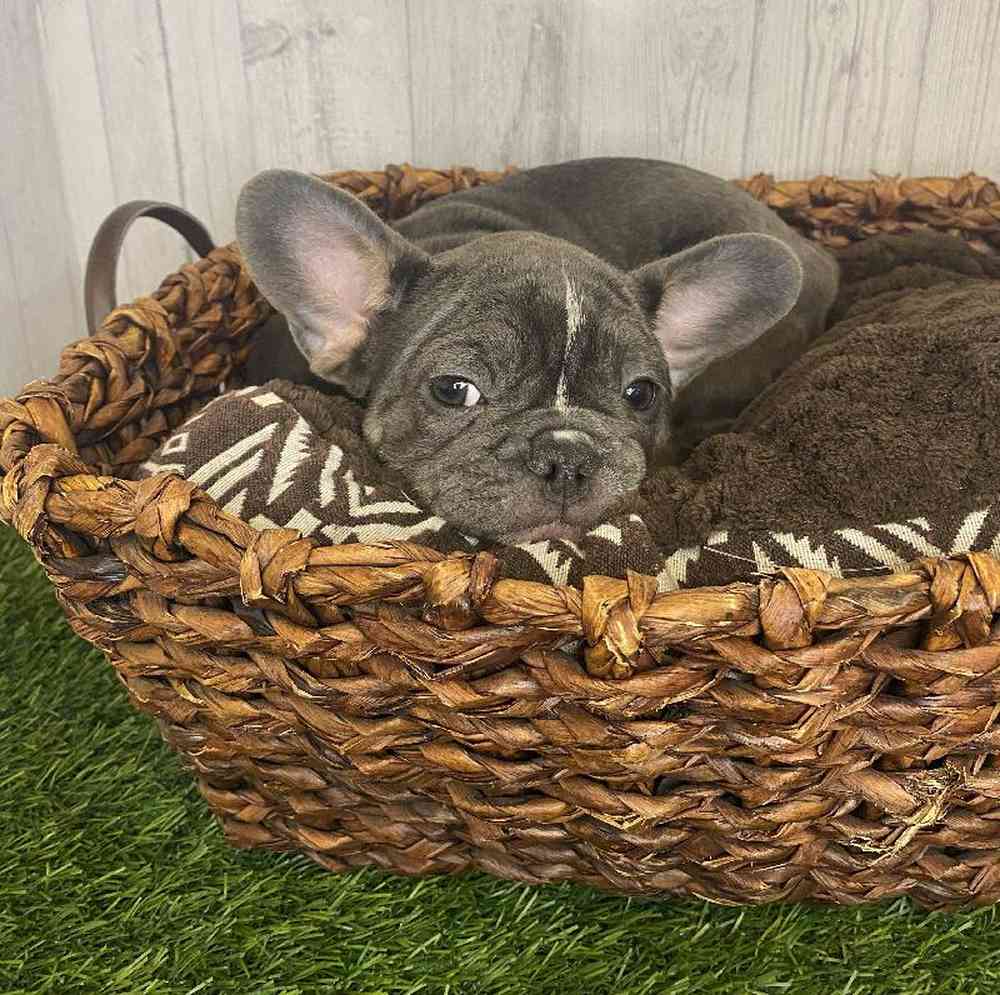 Female French Bulldog Puppy for Sale in Saugus, MA