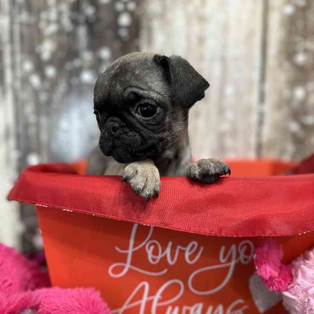 Female Pug Puppy for Sale in Saugus, MA