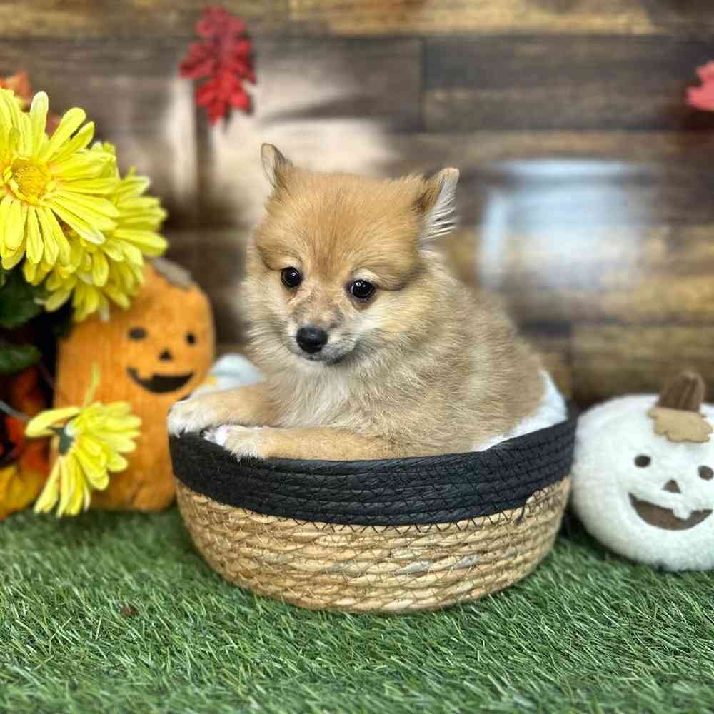 Female Pomeranian Puppy for Sale in Saugus, MA