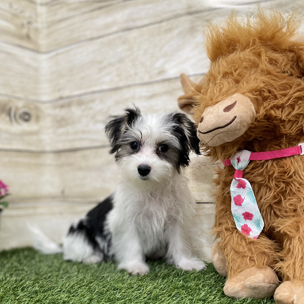 Female Morkie Puppy for Sale in Braintree, MA