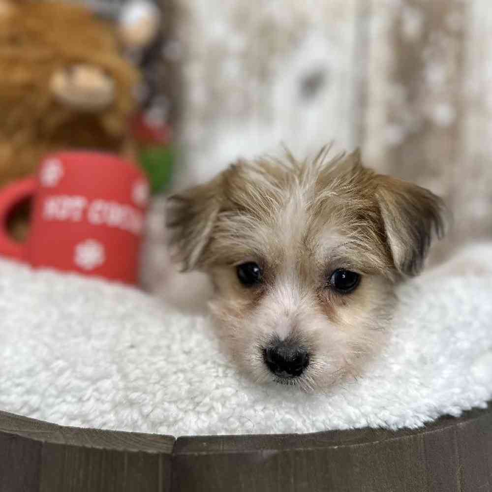 Female Yochon Puppy for Sale in Saugus, MA