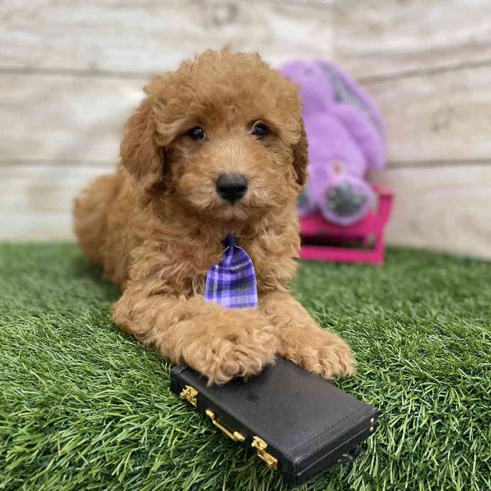 Male Mini Labradoodle 2nd Gen Puppy for Sale in Braintree, MA