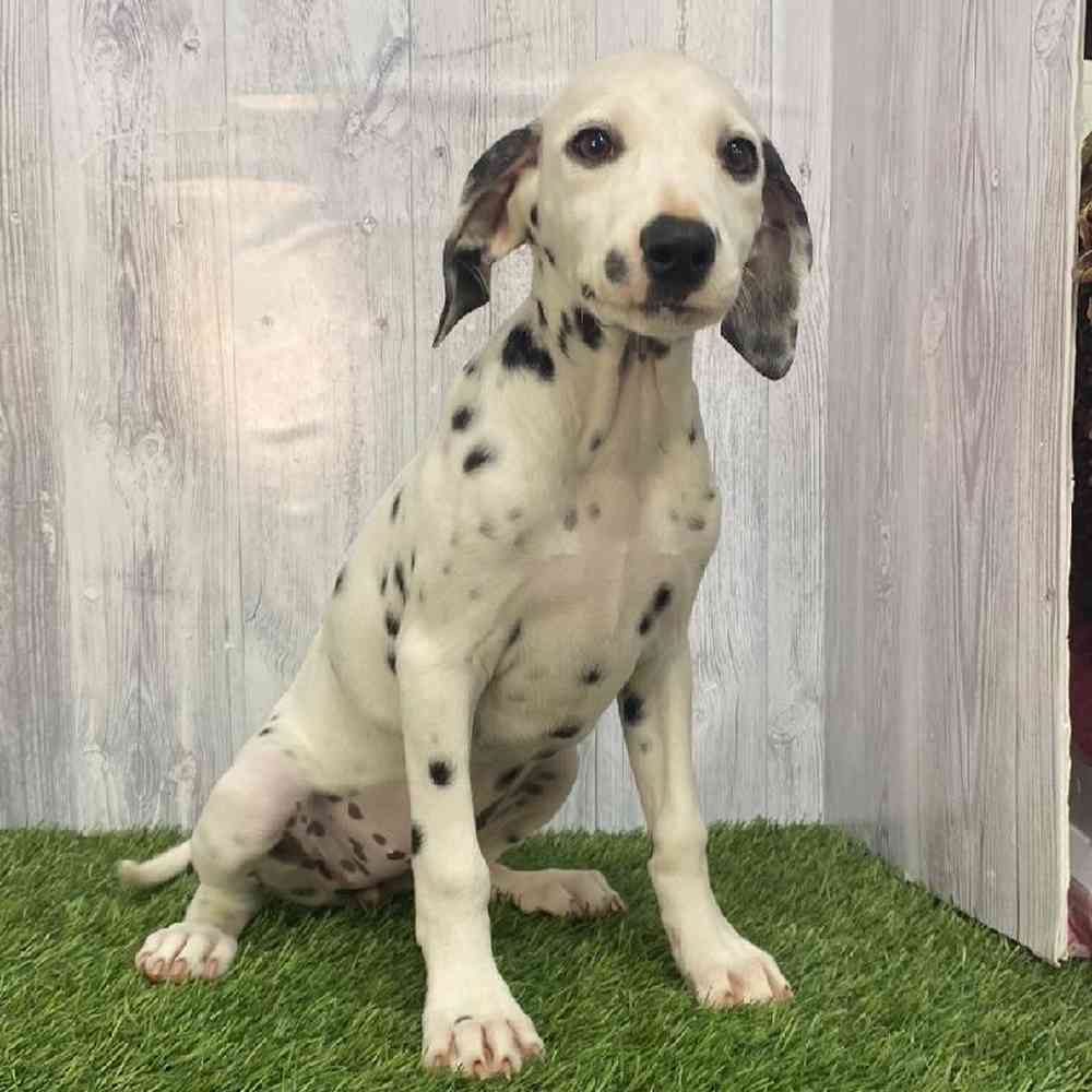 Female Dalmatian Puppy for Sale in Saugus, MA