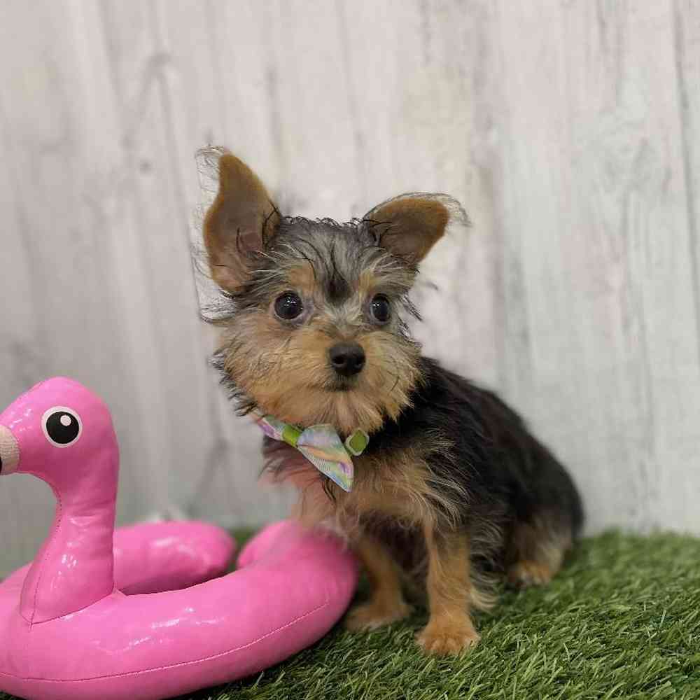 Male Chorkie Puppy for Sale in Braintree, MA