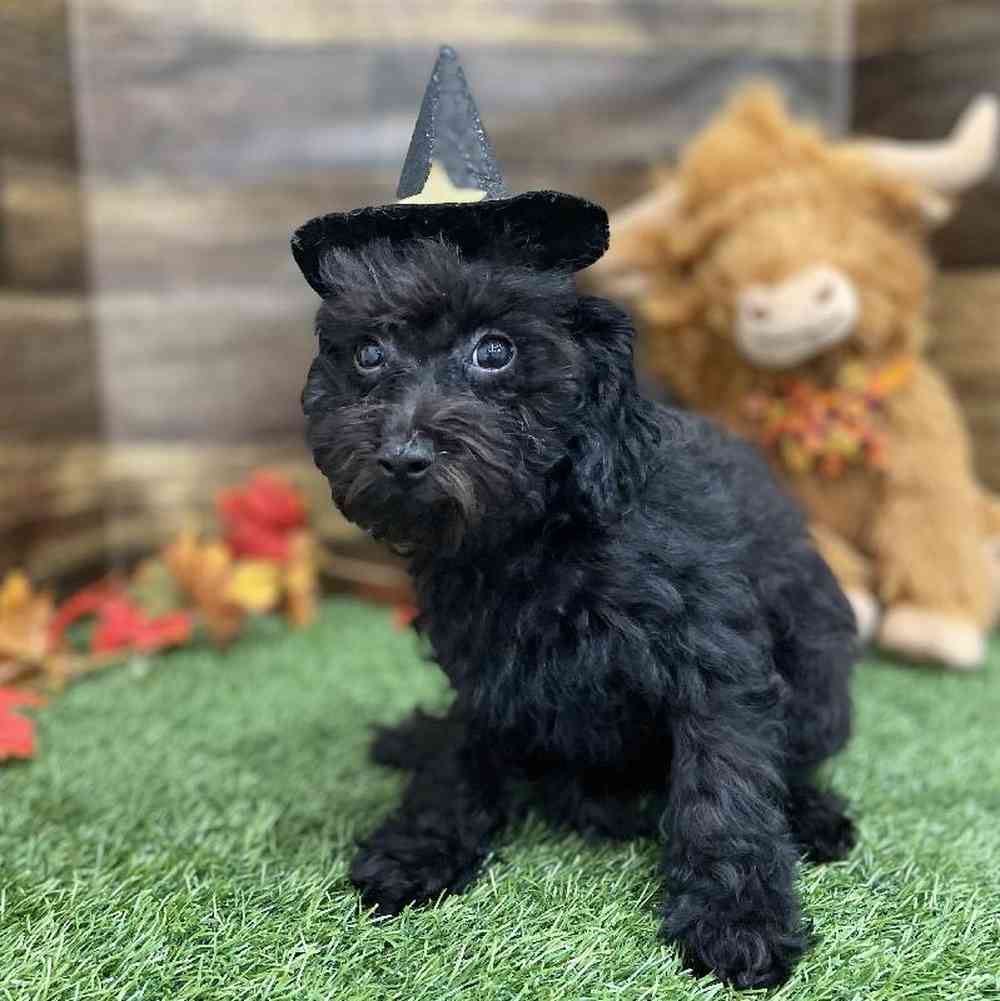 Female Cockapoo 2nd Gen Puppy for Sale in Braintree, MA