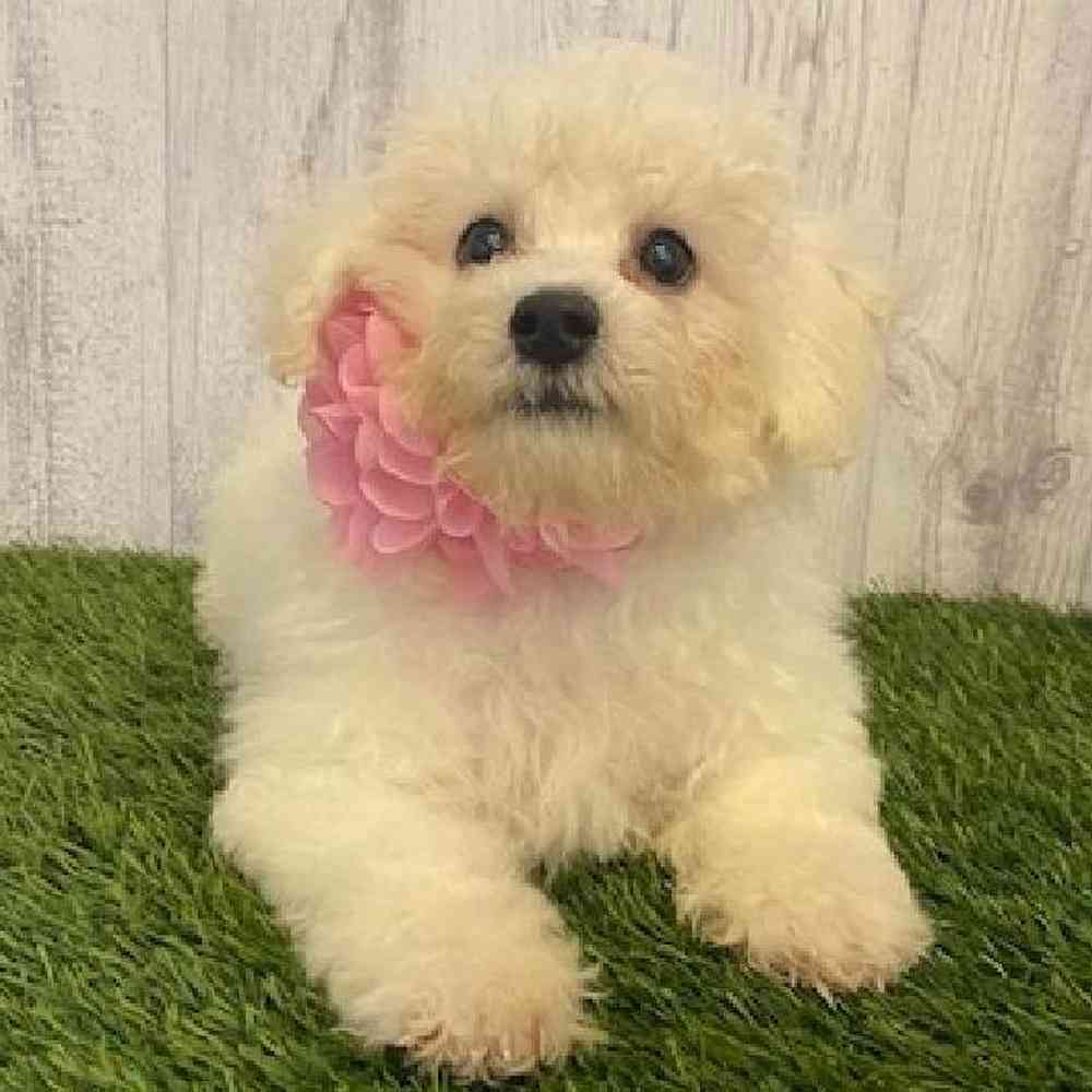 Female Bichon Frise Puppy for sale