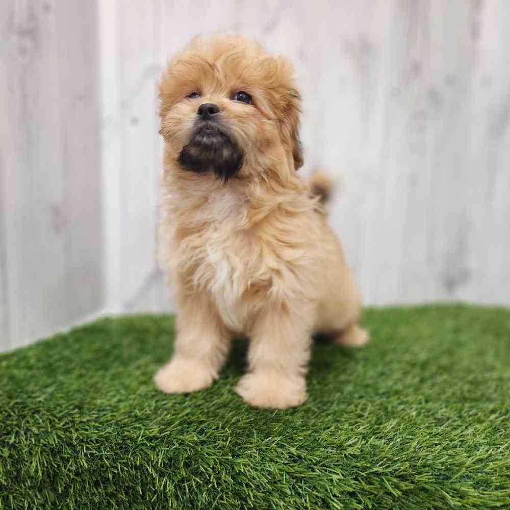 Male Peke A Poo Puppy for Sale in Braintree, MA