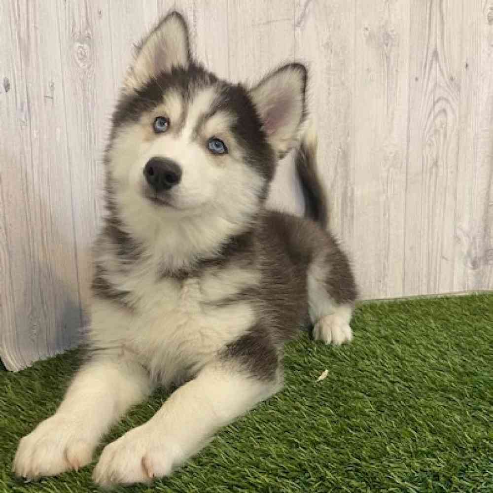 Male Siberian Husky Puppy for sale